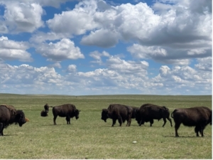 Blackfeet buffalo herd